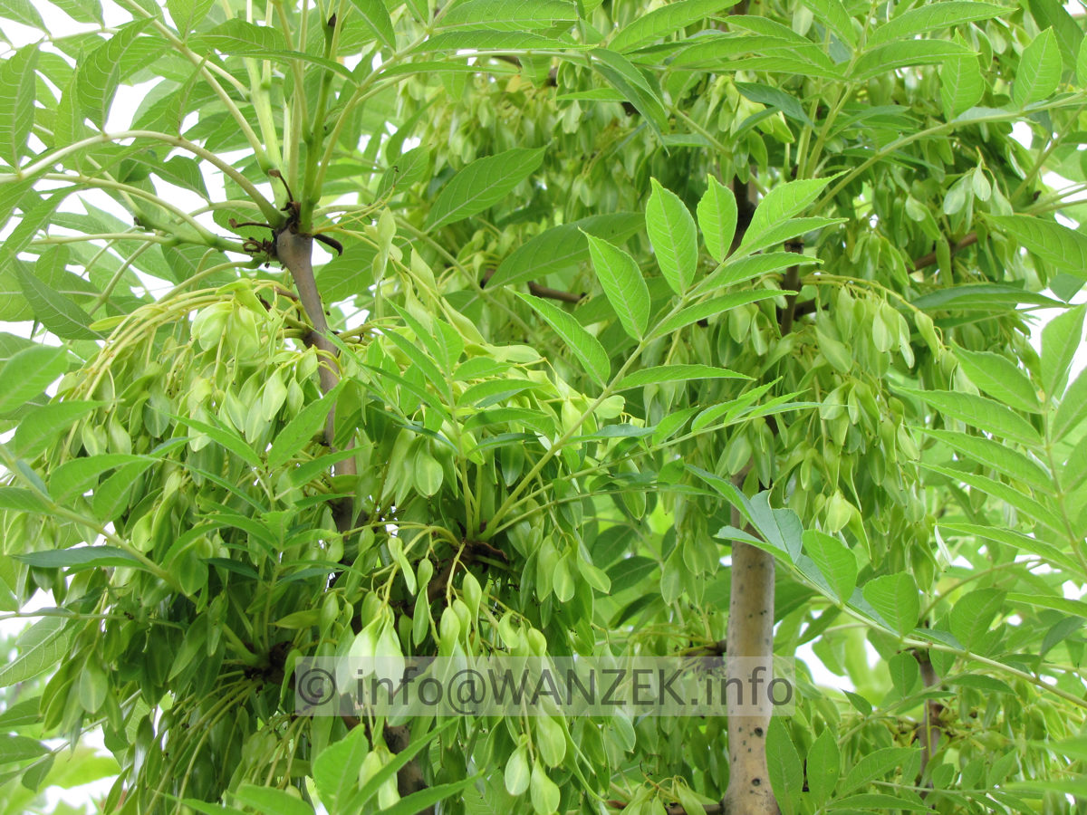 Fraxinus excelsior Jaspidea - Schoten nach Bluete1.JPG